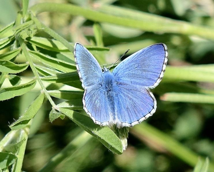 adonis blue